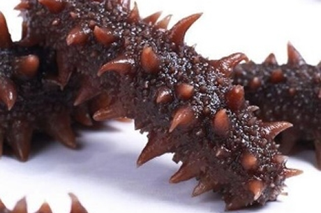 Alaska Red Sea Cucumber Alaska Red Sea Cucumber