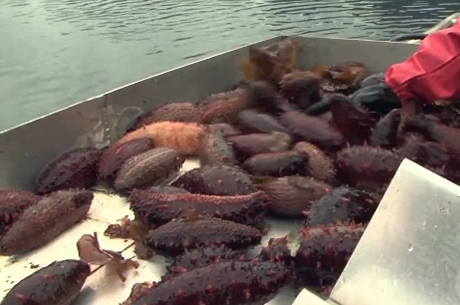 Alaska Red Sea Cucumber Alaska Red Sea Cucumber
