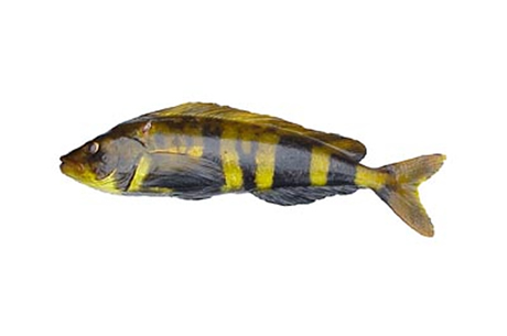 Atka Mackerel Atka Mackerel