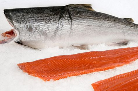 Coho Salmon Coho Salmon