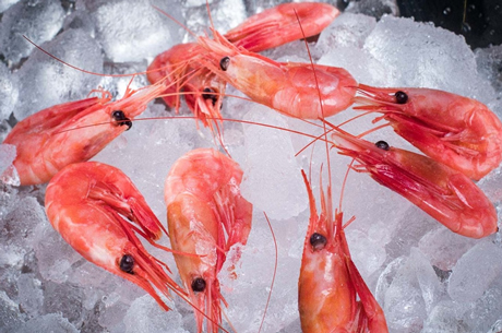 Cold Water Shrimp Cold Water Shrimp