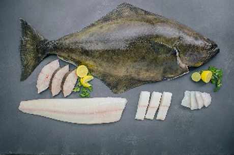 Halibut