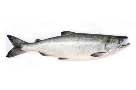 Keta Salmon Keta Salmon