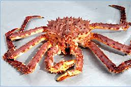 King Crab Red King Crab Red