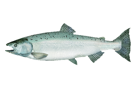 King Salmon King Salmon