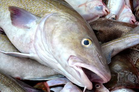 Pacific Cod Pacific Cod