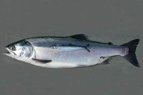 Pink Salmon Pink Salmon