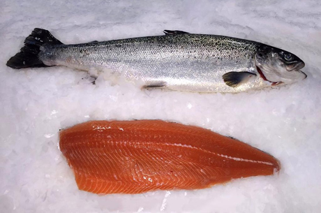 Red Salmon Red Salmon