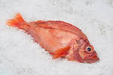 Rockfish Rockfish