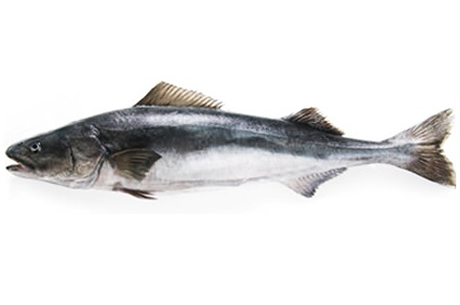 Sablefish Sablefish