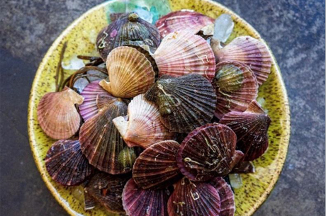 Pink Swimming Scallops Shell sheet-img1 Pink Swimming Scallops Shell sheet-img1