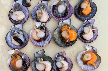 Pink Swimming Scallops Shell sheet-img2 Pink Swimming Scallops Shell sheet-img2