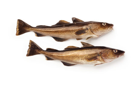 atlantic-cod-fact-sheet (1)