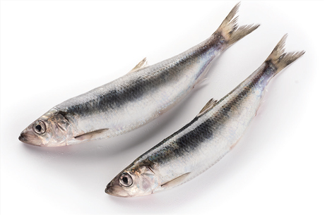 atlantic-herring-fact-sheet-1 (1)