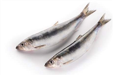 atlantic-herring-fact-sheet-1_1 atlantic-herring-fact-sheet-1_1