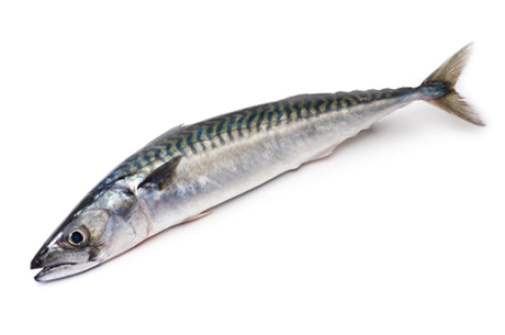 atlantic-mackerel-fact-sheet atlantic-mackerel-fact-sheet