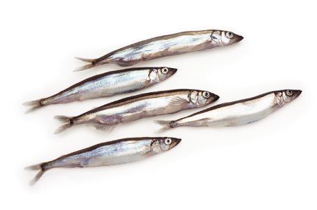 capelin-fact-sheet