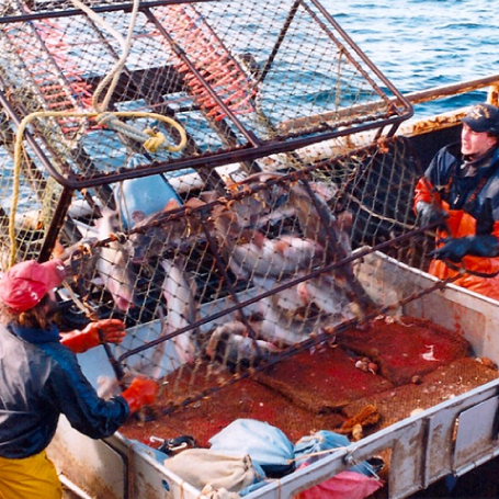 high-quality-seafood