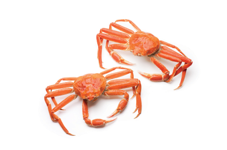 snow-crab-fact-sheet